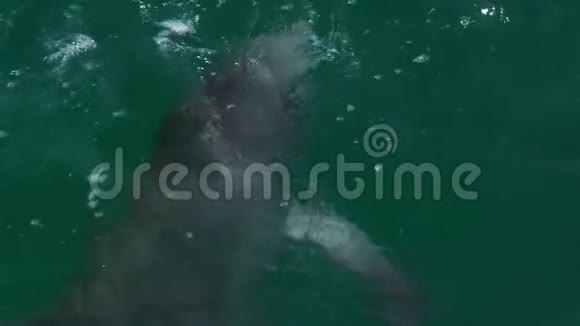 一只海豚的风景视频的预览图