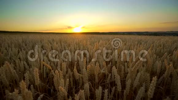 麦田地上的金色麦穗草甸麦田成熟穗的背景收获丰厚视频的预览图