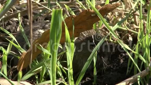 田鼠用小麦在农田上吃草视频的预览图