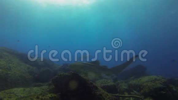 美丽的豹鲨斑马鲨鱼可爱的地毯鲨鱼水生海洋生物视频的预览图