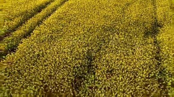 飞过田野开着盛开的油菜花空中镜头飞越油菜地视频的预览图