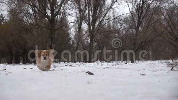 有趣的科吉毛绒小狗走在户外冬季视频的预览图