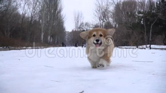 有趣的科吉毛绒小狗走在户外冬季视频的预览图