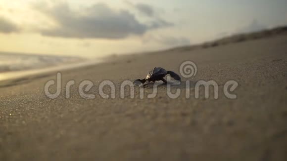 海龟保护区视频的预览图