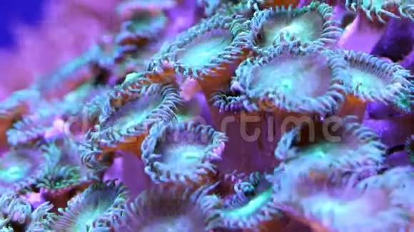 海底热带海洋中的珊瑚视频的预览图