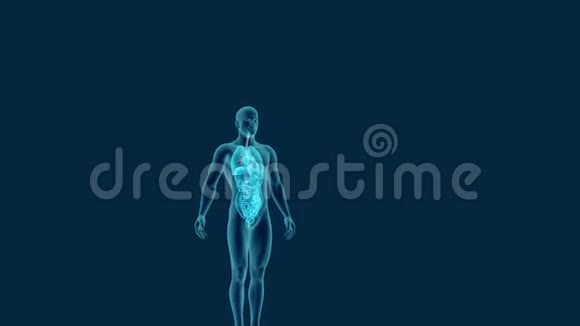 可见气管和支气管的人体x线扫描视频的预览图
