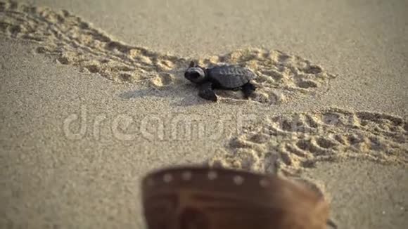 海龟保护区视频的预览图