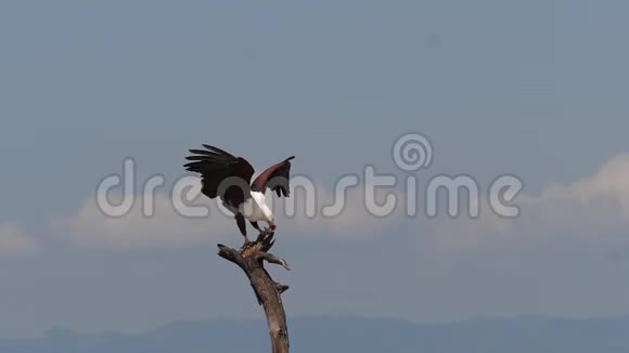 非洲鱼鹰鱼鹰爪鱼成虫肯尼亚巴林戈湖捕鱼视频的预览图