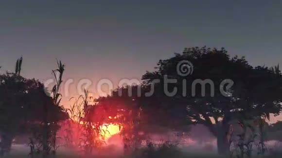 雾发光的太阳和树木视频的预览图