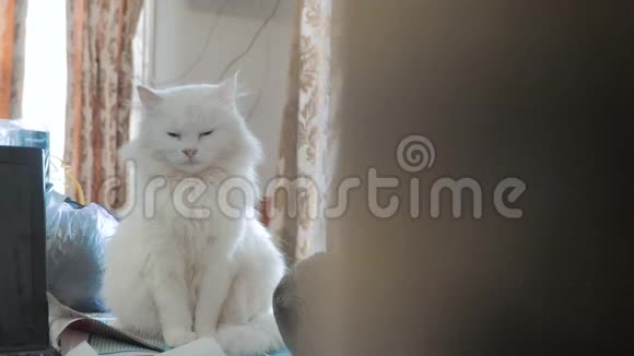 老白蓬松正睡猫画像坐在桌上坐在窗边的老白猫的生活方式视频的预览图