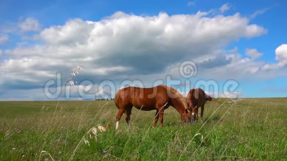 马在田野里吃白驹过隙白天风景优美动作缓慢视频的预览图