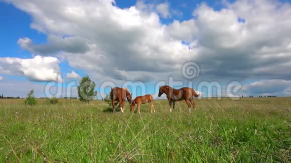 马在田野里吃白驹过隙白天风景优美动作缓慢视频的预览图