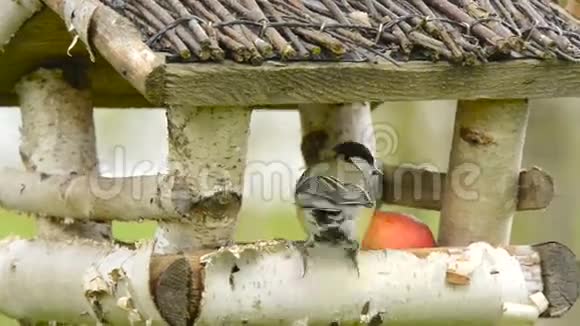 挂在树上的喂鸟器鸟类以种子为食视频的预览图