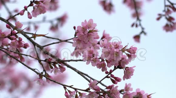 春天树枝上有粉红色的花视频的预览图