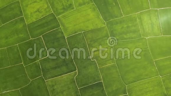 绿化稻田空中景观在村里种植水稻种植农业工业农业和视频的预览图
