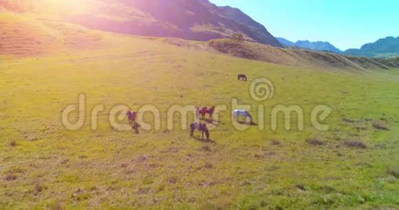 在草地上飞过野马群春山野自然自由生态概念视频的预览图