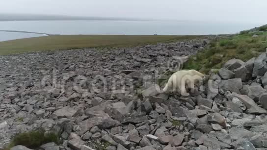 夏天落基岛上的北极熊视频的预览图
