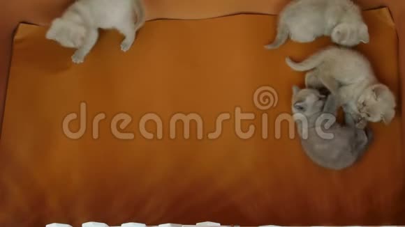 新生小猫在一个橙色的小院子里玩耍视频的预览图