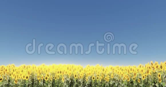向日葵和阳光明亮的田野风景视频的预览图