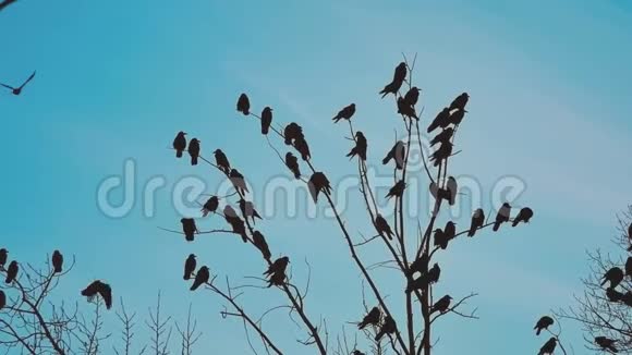 鸟雀的秋天叫蓝天从树上起飞一群乌鸦黑鸟干树鸟类生活方式视频的预览图