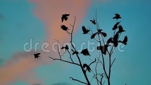 鸟雀的秋天叫蓝天从树上起飞一群乌鸦黑色的生活方式鸟干树鸟鸟视频的预览图