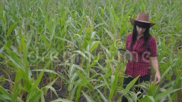 智慧生态农业养殖理念农民女孩植物研究人员在检查玉米时使用和触摸平板电脑视频的预览图