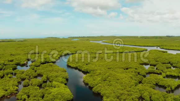鸟瞰红树林和河流视频的预览图