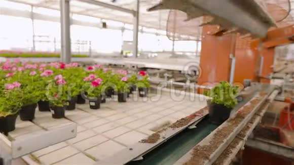 现代温室中的自动输送线种植花卉的现代温室视频的预览图