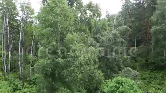 美丽的植被在贝尔库里克哈的Tserkovka山坡上视频的预览图