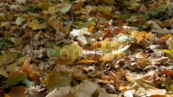 秋天森林里五颜六色的叶子视频的预览图