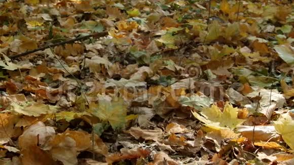 秋天森林里五颜六色的叶子视频的预览图