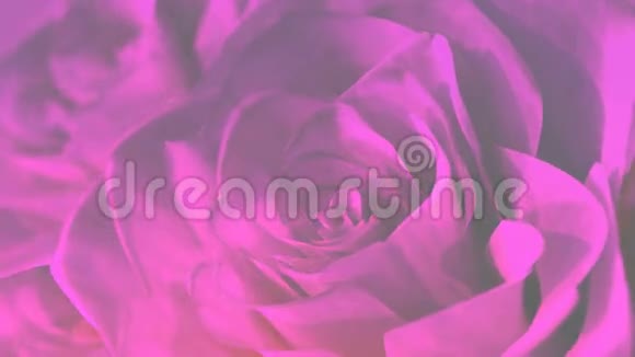 旋转粉红色玫瑰背景主题3D渲染无缝回路视频的预览图