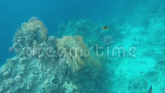 红海的珊瑚礁视频的预览图