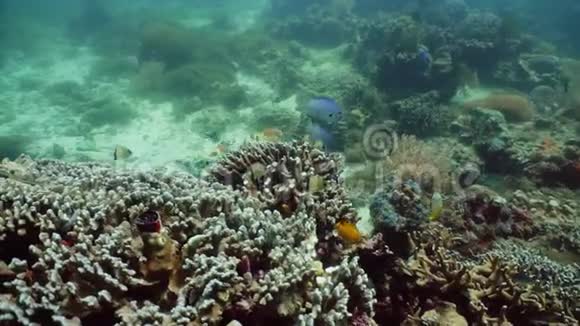 珊瑚礁和水下热带鱼菲律宾Camiguin视频的预览图