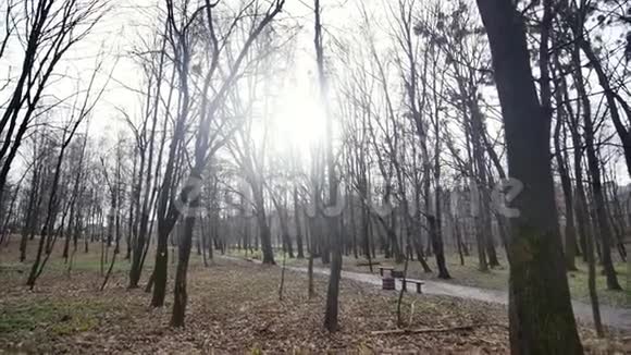 秋天公园里的树太阳背景视频的预览图