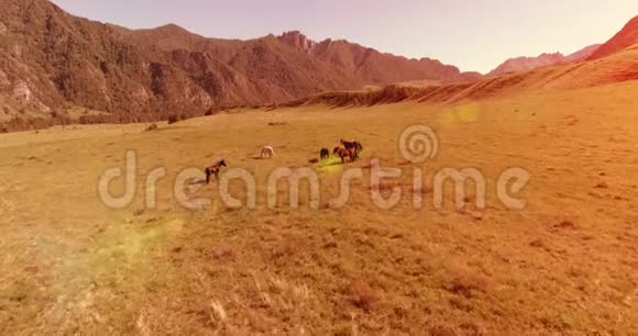 在草地上飞过野马群春山野自然自由生态概念视频的预览图