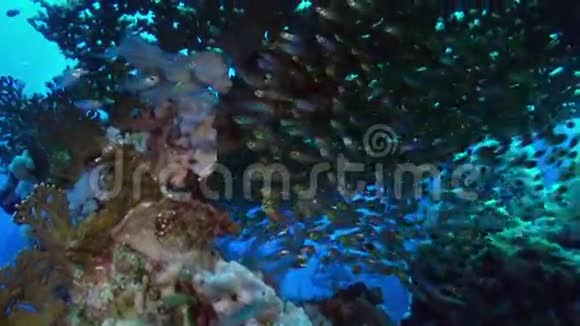 学校成群的玻璃鱼在暗礁黄昏视频的预览图