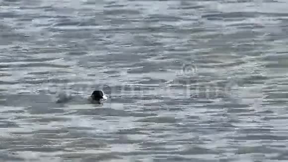黑鸟鸭野性漂浮在天然湖泊芦苇条件下的水中视频的预览图