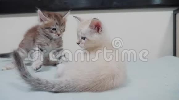 两只小白猫在床上玩打架的搞笑视频白猫两只小猫睡觉咬人视频的预览图