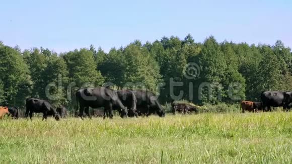 在草地上农场上大黑系繁殖奶牛公牛正在放牧夏天温暖的一天生产肉类的牛视频的预览图