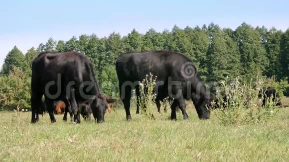 在草地上农场上大黑系繁殖奶牛公牛正在放牧夏天温暖的一天生产肉类的牛视频的预览图
