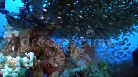 学校成群的玻璃鱼在礁石上搜索食物视频的预览图