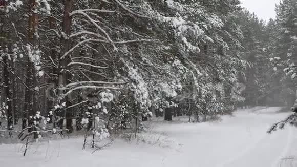 冬松圣诞树森林野生动物冬季景观雪美丽视频的预览图