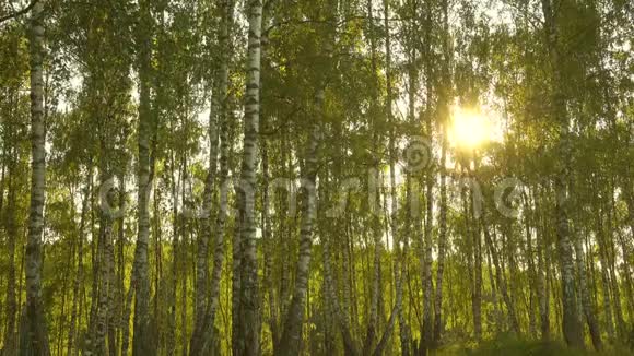阳光下的树木美丽的一天的森林视频的预览图