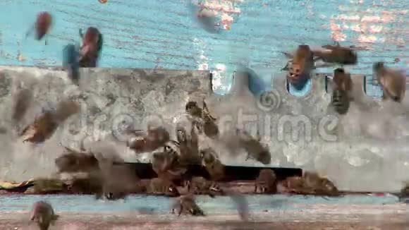 蜂巢视频的预览图