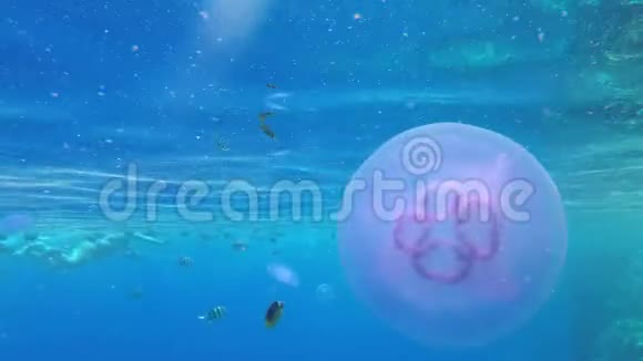 在珊瑚礁附近的红海清澈的蓝水中漂浮埃及视频的预览图