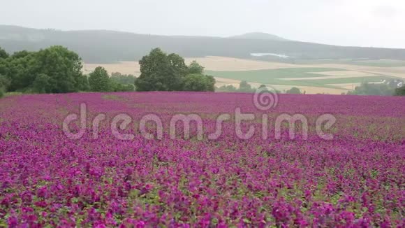 美丽的花田紫色的野黄视频的预览图
