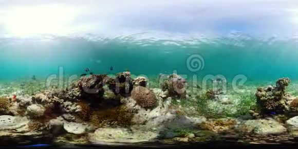 珊瑚礁和热带鱼360VR菲律宾Camiguin视频的预览图