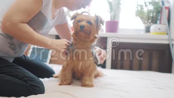 女人在刷牙狗搞笑视频女孩梳一点毛茸茸的狗宠物护理生活方式的女人用梳子刷视频的预览图