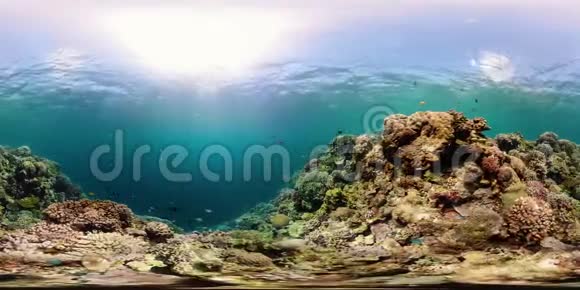 珊瑚礁和热带鱼360VR菲律宾Camiguin视频的预览图